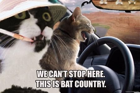 Bat Country Cats
