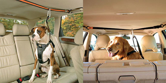 Transporting Dogs In Vans: 3 Ways To Keep Pets Safe In Transit