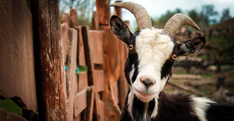 Picture of a Happy Goat