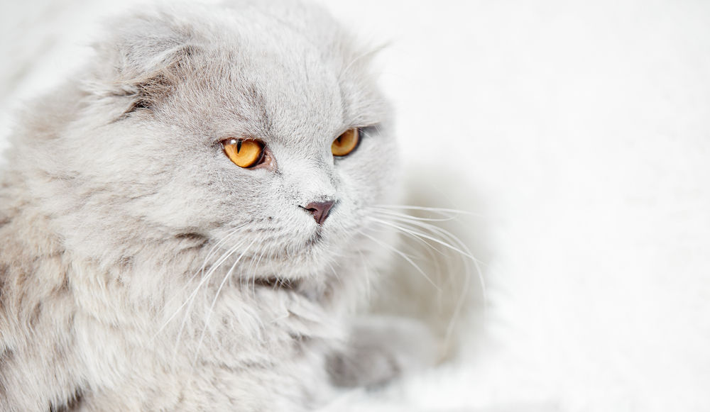 Why Your Cat's Whiskers Matter: Understanding and Treating Whisker Fatigue