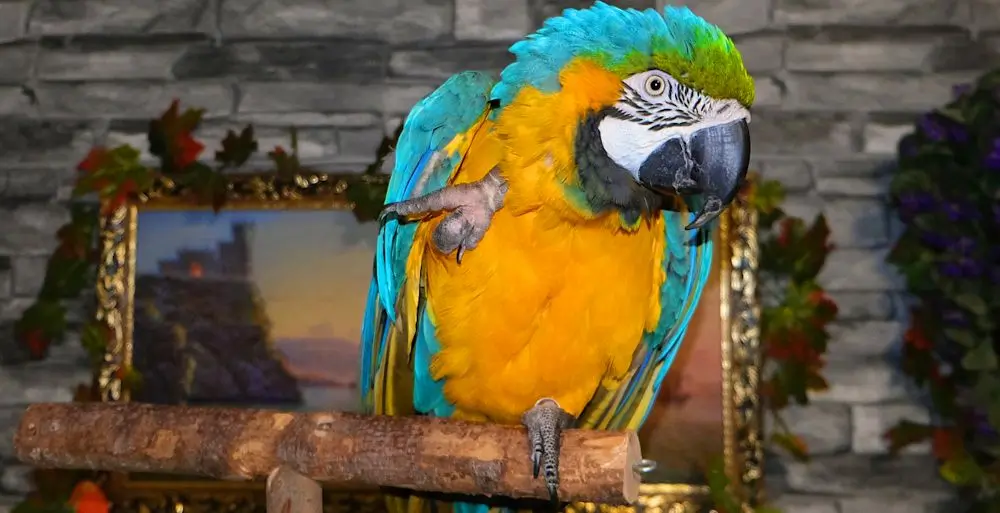 Portland Parrot Sitter - Photo of Blue and Gold Macaw